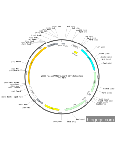 pPGK-Fluc-ADAM10(human)-3UTR-hRluc-Neo