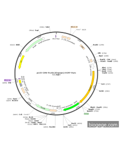 pLV3-CMV-PLAGL2(human)-EGFP-Puro
