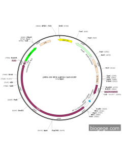 pMXs-U6-MCS-sgRNA-Cas9-EGFP