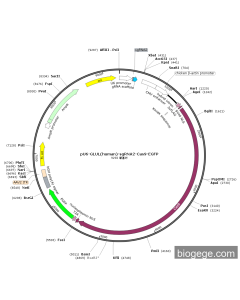 pU6-GLUL(human)-sgRNA2-Cas9-EGFP