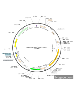 pLV3-CMV-Gpat3(mouse)-CopGFP