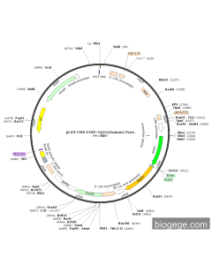pLV3-CMV-EGFP-NQO1(human)-Puro