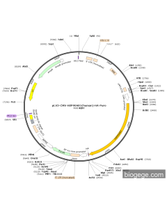 pLV3-CMV-HSP90AB1(human)-HA-Puro