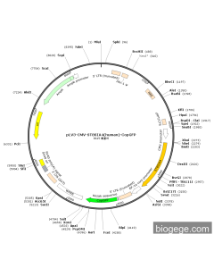 pLV3-CMV-ST8SIA4(human)-CopGFP