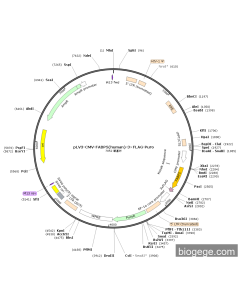 pLV3-CMV-FABP5(human)-3×FLAG-Puro