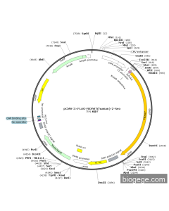 pCMV-3×FLAG-FBXW7(human)-2-Neo