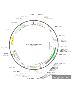pLV3-CMV-GCaMP6f-Puro