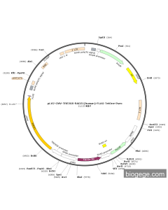 pLV2-CMV-TRE3GS-RAD21(human)-FLAG-TetOne-Puro