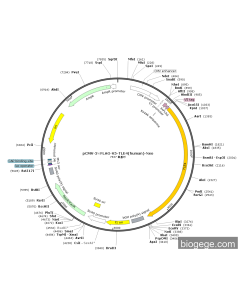 pCMV-3×FLAG-V5-TLE4(human)-Neo