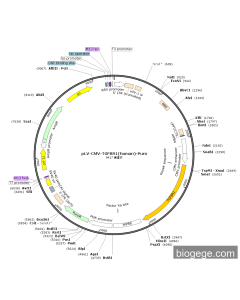 pLV-CMV-TGFBR1(human)-Puro