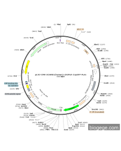 pLV3-CMV-SCARB1(human)-circRNA-CopGFP-Puro