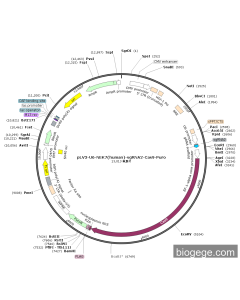 pLV3-U6-NEK7(human)-sgRNA2-Cas9-Puro