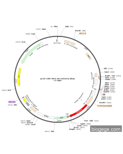 pLV3-CMV-MCS-HA-mCherry-Blast