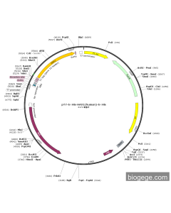 pT7-6×His-HAX1(human)-6×His