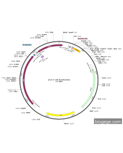 pTac-6×His-PLN(human)