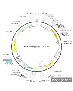 pCMV-SRSF1(human)-2-3×FLAG-Neo