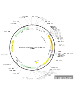 pCMV-XBP1(human)-6×His-2×StrepII-Neo