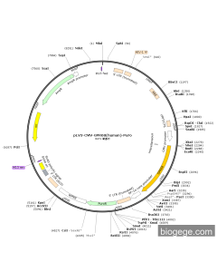 pLV3-CMV-GPR68(human)-Puro