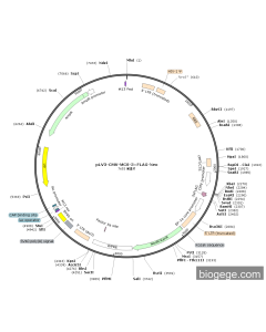 pLV3-CMV-MCS-3×FLAG-Neo