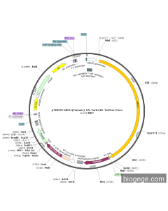 pTRE3G-MED1(human)-V5-TurboID-TetOne-Puro
