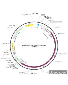 pU6-MDM2(human)-sgRNA1-Cas9-Puro