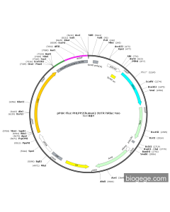 pPGK-Fluc-PHLPP2(human)-3UTR-hRluc-Neo