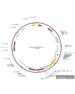 p35S-Fluc-MCS-GUS-Neo