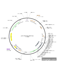 pLV3-CMV-MCS-IRES-Puro