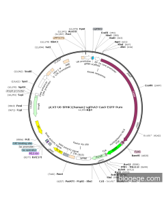 pLV3-U6-SPHK1(human)-sgRNA3-Cas9-EGFP-Puro