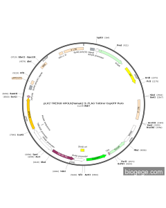 pLV2-TRE3GS-APOL6(human)-3×FLAG-TetOne-CopGFP-Puro