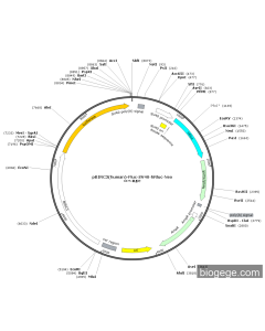 pBIRC3(human)-Fluc-SV40-hRluc-Neo