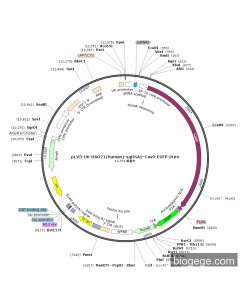 pLV3-U6-RAD21(human)-sgRNA2-Cas9-EGFP-Puro