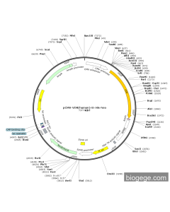pCMV-VIM(human)-8×His-Neo