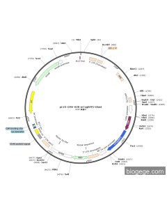 pLV3-CMV-H2B-mTagBFP2-Blast