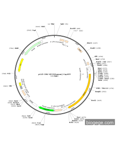 pLV3-CMV-GPC3(human)-CopGFP