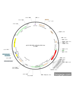 pLV3-CMV-Mito-mCherry-MCS-Neo