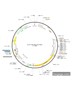 pLV3-CMV-MCS-Fluc-Blast