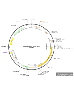 pLV3-CMV-MSLN(human)-Puro