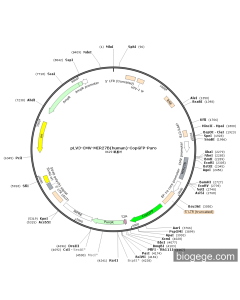 pLV3-CMV-MIR27B(human)-CopGFP-Puro