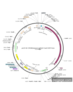 pLV3-U6-CYRIB(human)-sgRNA3-Cas9-EGFP-Puro