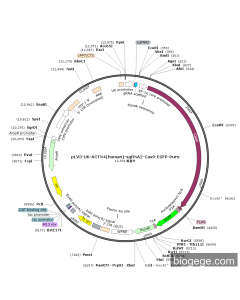 pLV3-U6-ACTN4(human)-sgRNA2-Cas9-EGFP-Puro