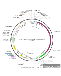 pLV3-U6-VGF(human)-sgRNA1-Cas9-EGFP-Puro