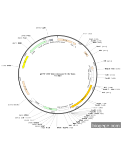 pLV2-CMV-Azin1(mouse)-8×His-Puro