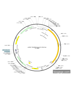 pCMV-Trim28(mouse)-8×His-Neo