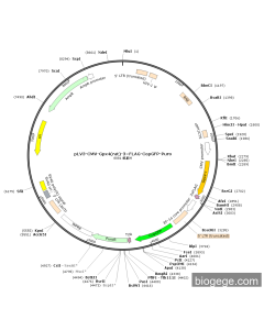 pLV3-CMV-Gpx4(rat)-3×FLAG-CopGFP-Puro