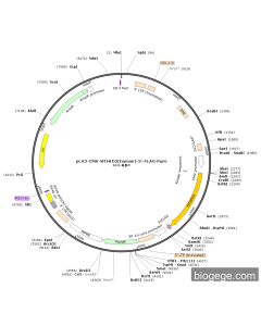 pLV3-CMV-MTHFD2(human)-3×FLAG-Puro