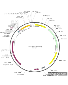 pT7-6×His-IL2(human)