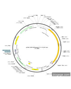 pCMV-USP10(human)-2-3×FLAG-Neo