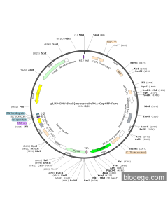 pLV3-CMV-Snx5(mouse)-circRNA-CopGFP-Puro