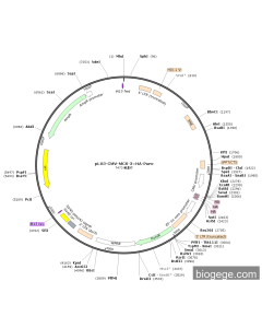 pLV3-CMV-MCS-3×HA-Puro